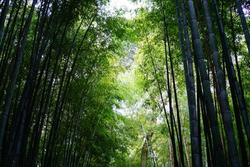 嵐山　竹林の道