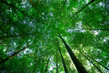Baumkronen im Wald