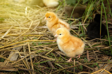 Animal husbandry or livestock for agriculture simple household. Cute two little newborn baby chicks orange yellow on grass dry or straw with natural style background.