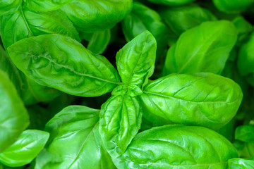 green Basil spice closeup of a growing plant