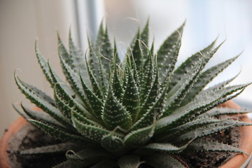 Obraz premium aloe Vera, a living flower in a pot