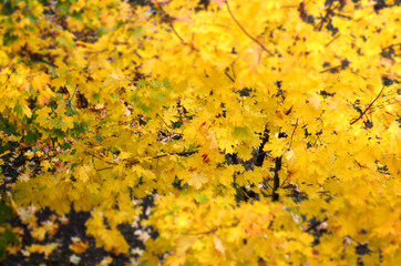 Autumn landscape with blur effect. Yellow foliage