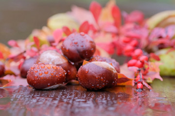 The fruits of the chestnut branch of barberry lie on the foliage after the rain.