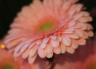 FLOWERS, BOUQUET