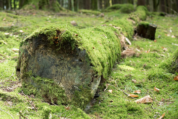 Log covered with moss. Sawn tree in the forest. Forest landscape.