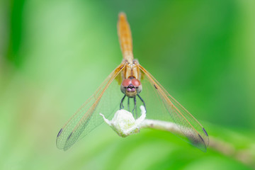 Close up detail of dragonfly. dragonfly image is wild with blur green background.