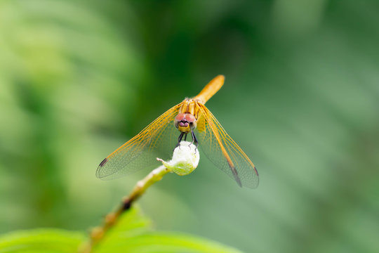 Close up detail of dragonfly. dragonfly image is wild with blur green background.