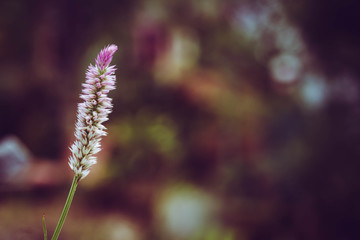 Close-up grass flowers, blurry background