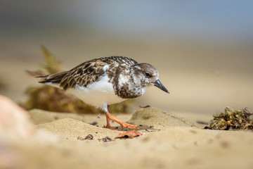 Arenaria interpres or Ruddy turnstone The bird is walking along the beach ..