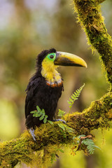 Ramphastos brevis or Choco toucan The bird is perched on the branch nice natural environment of wildlife..