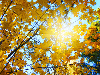 autumn background forest with maple trees and sunny beams
