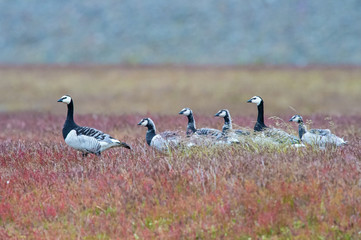 Branta canadensis, Canada goose The bird is standing on the ground in nice wildlife natural environment of..Iceland