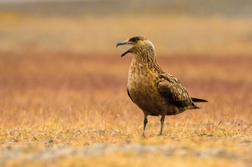 Stercorarius skua, Great skua The bird is standing on the ground in nice wildlife natural environment of..Iceland