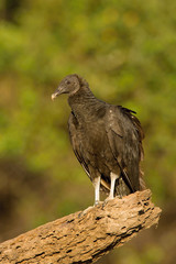The Black Vulture, Coragyps atratus The bird is perched on the branch in nice wildlife natural environment of Brazil Pantanal..