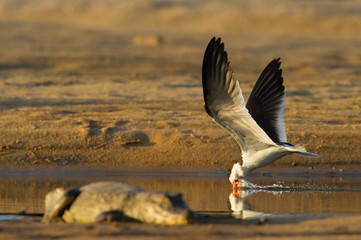 Rynchops niger, Black skimmer The bird is flying above the river Rio Negro in Brazilian Pantanal and trying to catch the fish. In the foreground is Yacare Caiman - obrazy, fototapety, plakaty