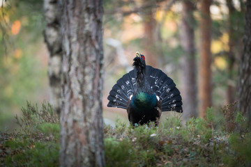 The Western Capercaillie Tetrao urogallus also known as the Wood Grouse Heather Cock or just Capercaillie in the forest is showing off during their lekking season They are in the typical habitat..