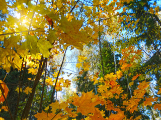 autumn background forest with maple trees and sunny beams