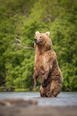 Fototapeta premium The&nbsp;Kamchatka&nbsp;brown&nbsp;bear, Ursus arctos beringianus catches salmons at Kuril Lake in Kamchatka, running in the water, action picture
