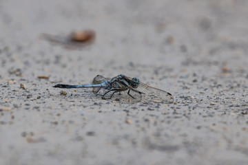 closeup of a dragonfly resting on the road