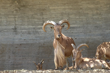 big male Iberic goat