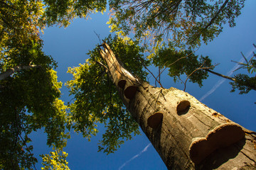 Old tree with mushrooms in the forest