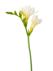 Freesia flowers twig blossoming bloom isolated on white background