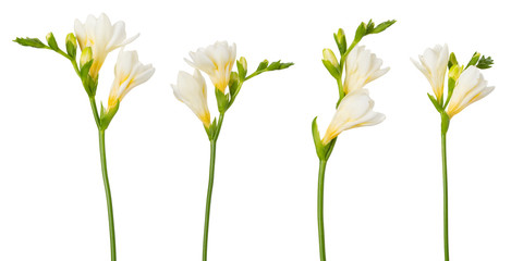 Freesia flower set twigs in bloom isolated on white background - obrazy, fototapety, plakaty