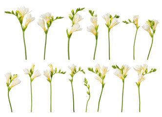 Freesia blooming twigs flower set collection isolated on white background. - obrazy, fototapety, plakaty