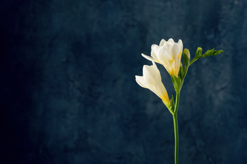 White freesia flower over dark art background with copy space. - obrazy, fototapety, plakaty