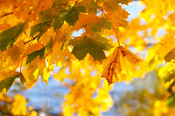 Naklejka na ściany i meble Colorful maple leaves in autumn season.