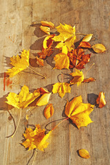 Fototapeta premium Gold and dry autumn leaves lying on wooden background.