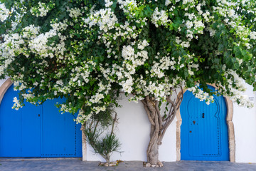 Tunisia. (Southern Tunisia). Island of Djerba. Erriadh. Flowering bougainvillea in a village alley