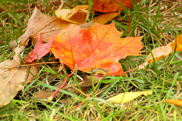 Fallen yellow maple leaf on the grass. Autumn concept