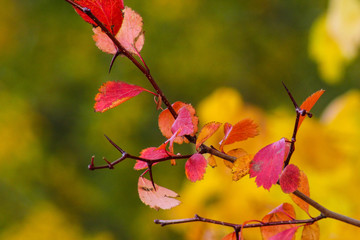 Red autumn leaves isolated on nature background.