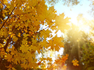 autumn background forest with maple trees and sunny beams