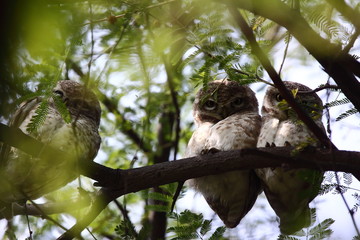 Three Owlets