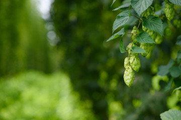 Green hop cones on hops plant farm field for brewing beer harvest ready.