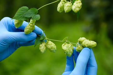 Hops farm inspection quality and ripeness checking hop cones in agricultural yard field.