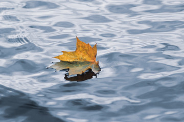 Lonely orange color maple leaf lies on the surface of the water. Autumn concept.