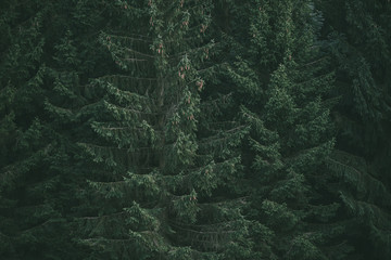Old dark forest, tall evergreen pines