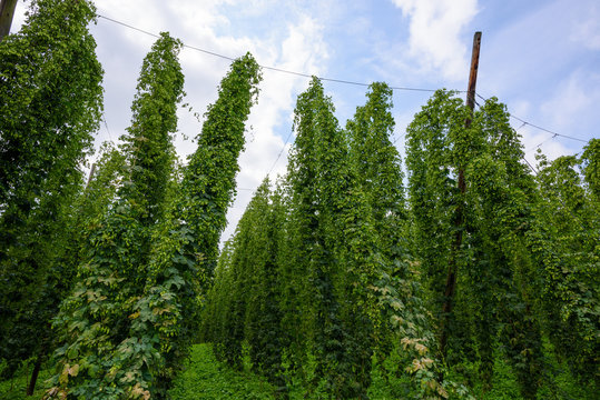 Hop farm field agricultural yard fully grown hops plant vines with cones ready for harvest.