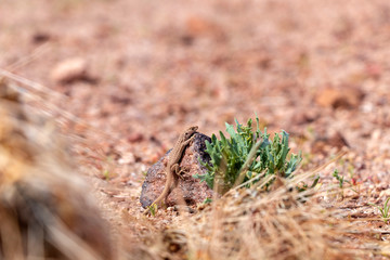 Small lizard on the stone