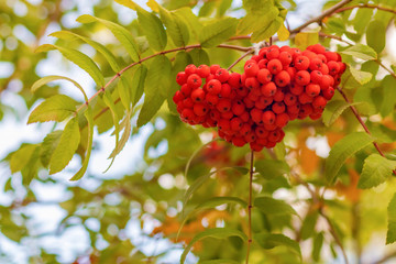 A bunch of red mountain ash in the fall on a branch / blurred background, selective focus