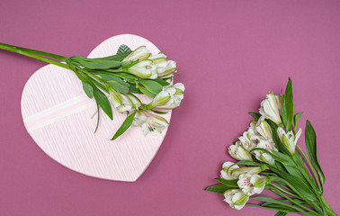 White Alstroemeria flowers on a purple, pink background.