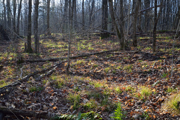 Sunlit forest in a late autumn setting