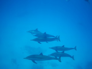 Swimming with dolphins in the wild at Dolphin house Sataya reef