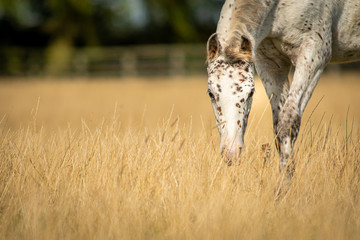 Knabstrupper Appaloosa Spotted Pony Foal in Grass Pasture 