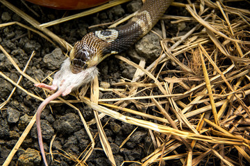 Snake venomous monocled siamese cobra (Naja kaouthia) is eating a rat.