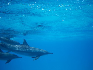 Fototapeta premium Swimming with dolphins in the wild at Dolphin house Sataya reef