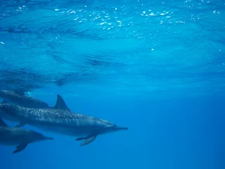 Fotobehang Swimming with dolphins in the wild at Dolphin house Sataya reef © Ted91